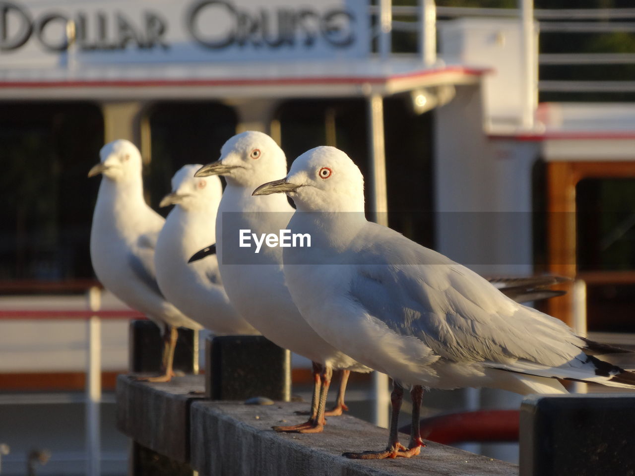 CLOSE-UP OF SEAGULLS PERCHING ON WOOD