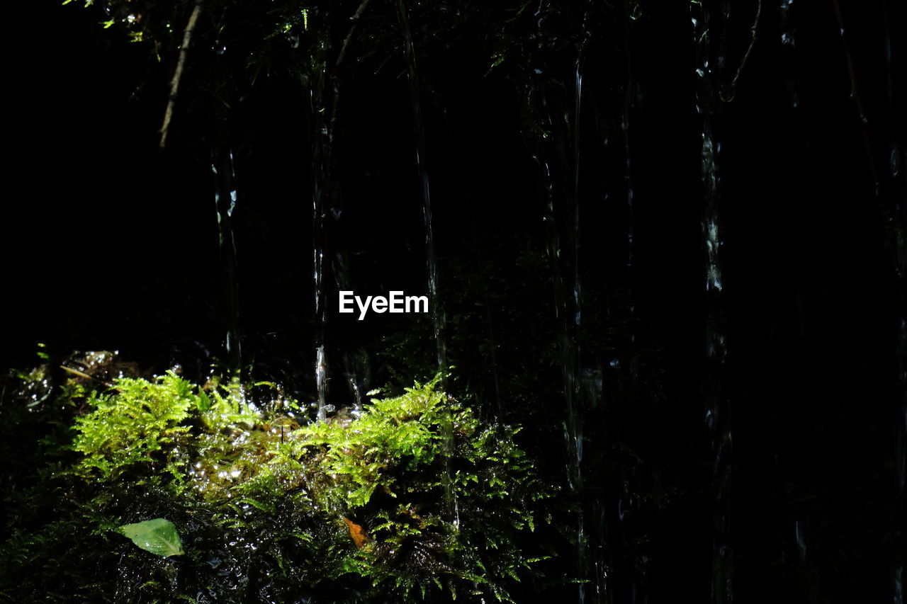 TREES IN FOREST AT NIGHT