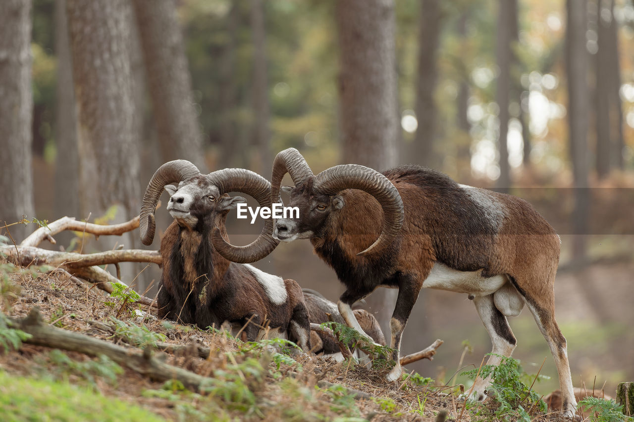 close-up of deer standing on field