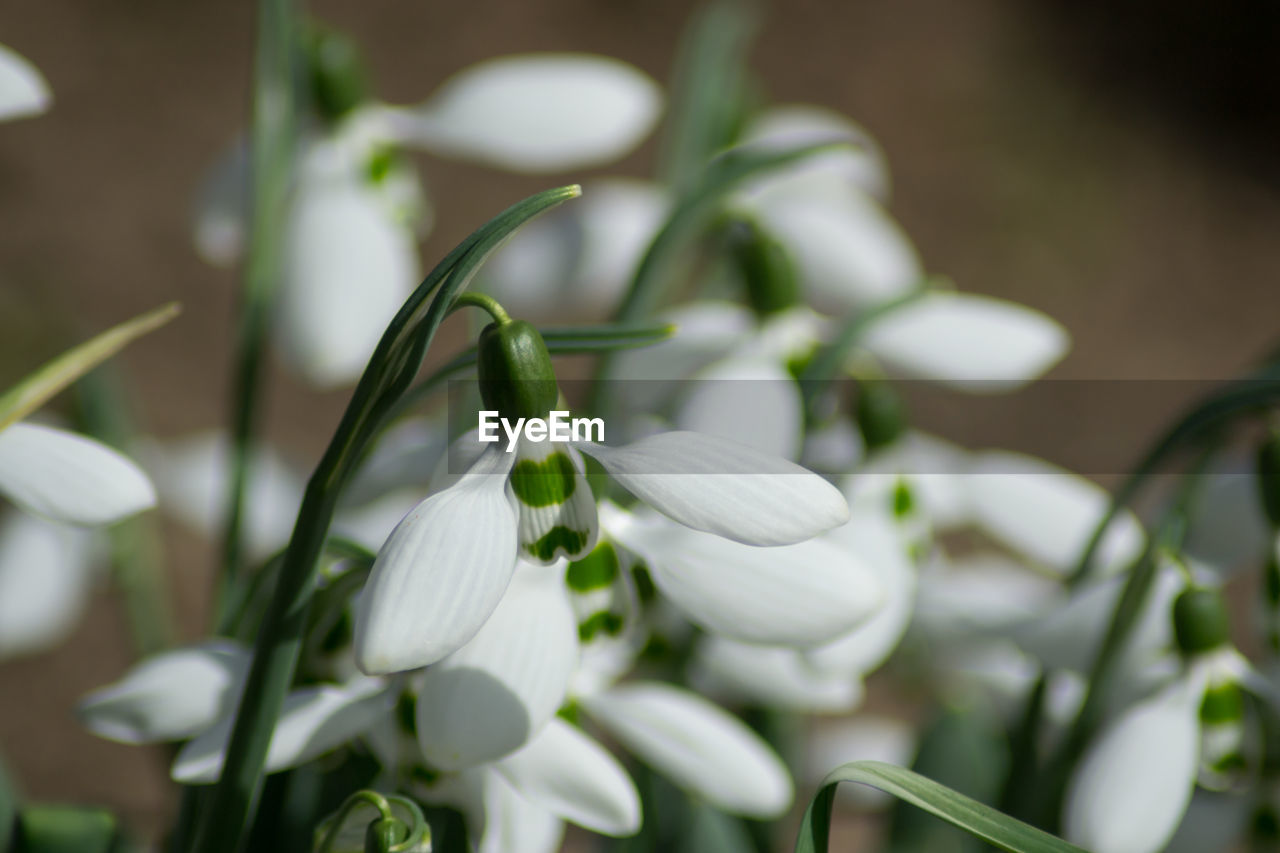 CLOSE-UP OF WHITE FLOWERS ON PLANT