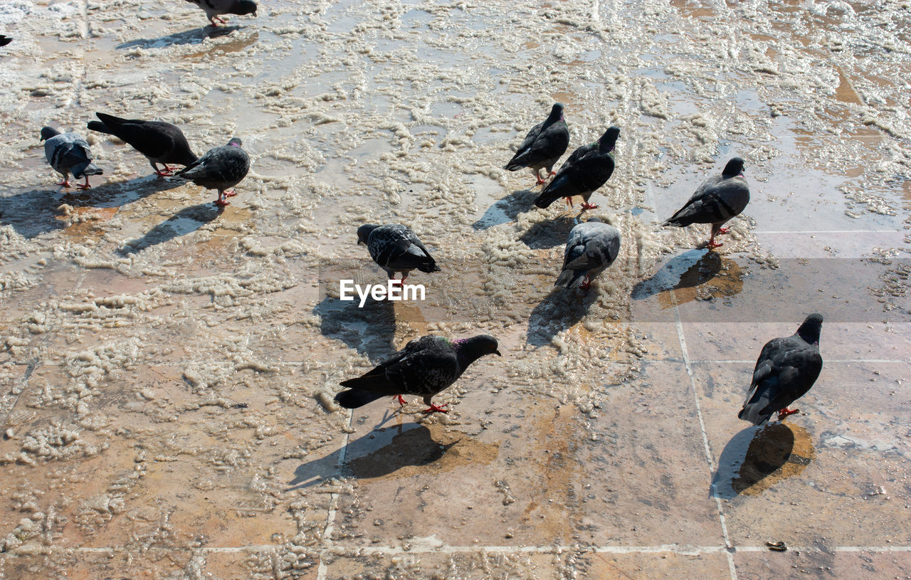 HIGH ANGLE VIEW OF PIGEONS PERCHING ON A FLOOR