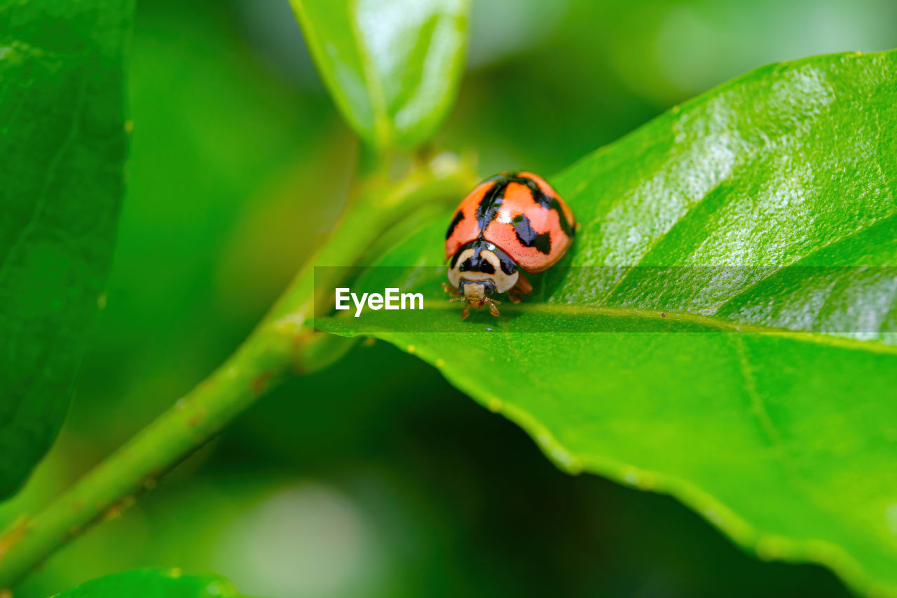 animal themes, animal, animal wildlife, green, insect, plant part, leaf, nature, one animal, wildlife, ladybug, close-up, plant, macro photography, flower, environment, no people, beetle, macro, beauty in nature, outdoors, day, selective focus, lap dog, environmental conservation, animal body part
