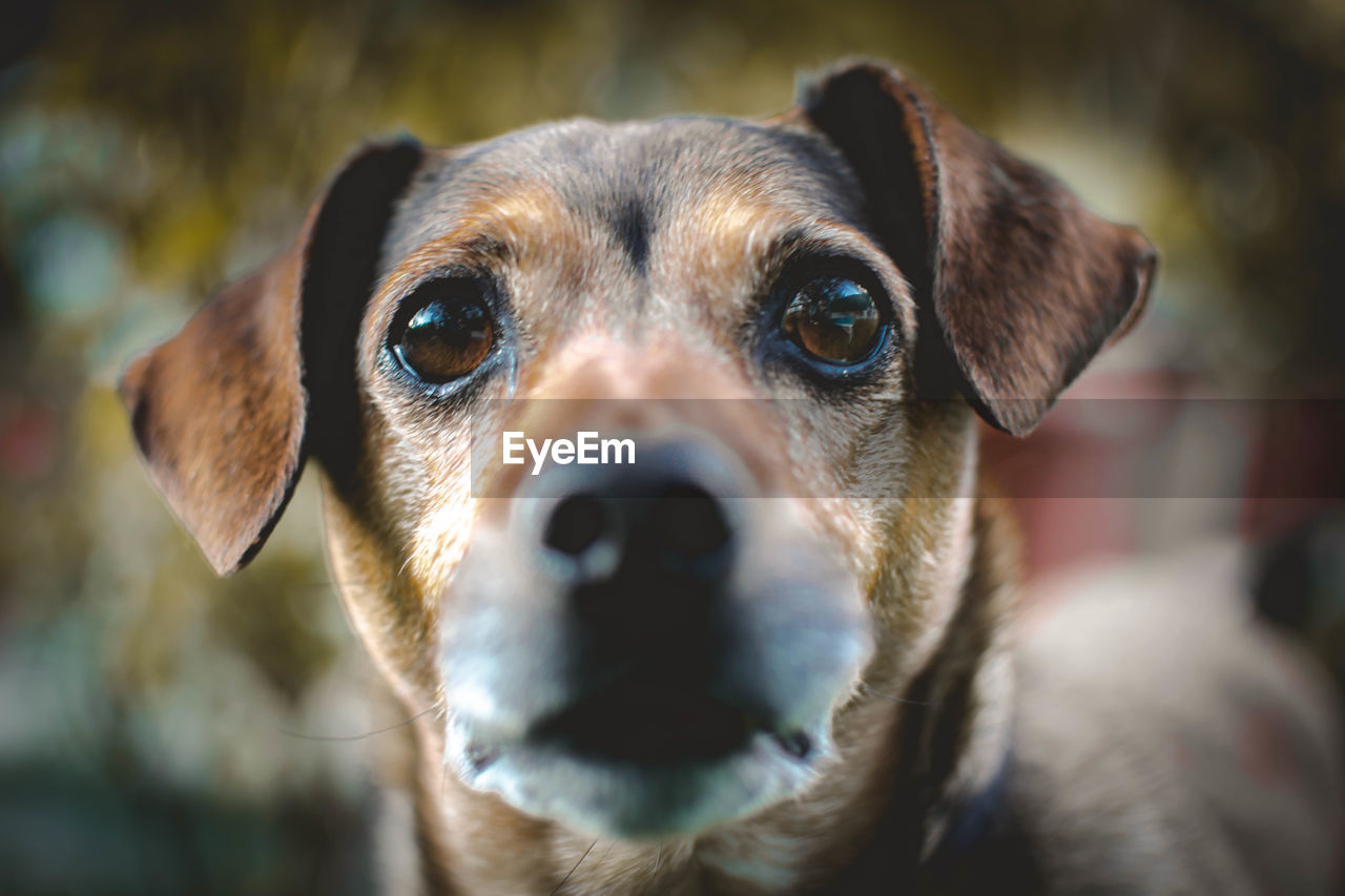 CLOSE-UP PORTRAIT OF DOG STICKING OUT TONGUE