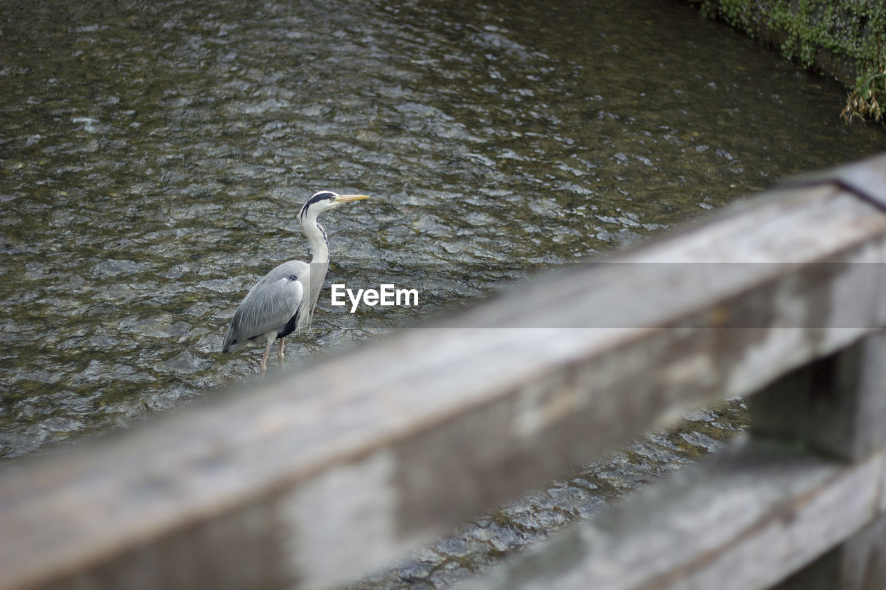 HIGH ANGLE VIEW OF A BIRD PERCHING ON A WATER