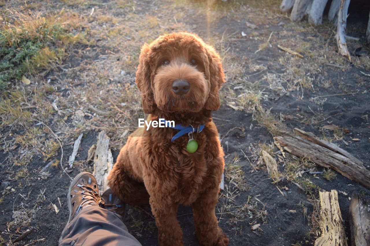 Portrait of brown dog by man leg on field