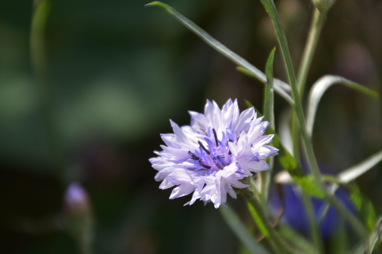 Close-up of purple flower