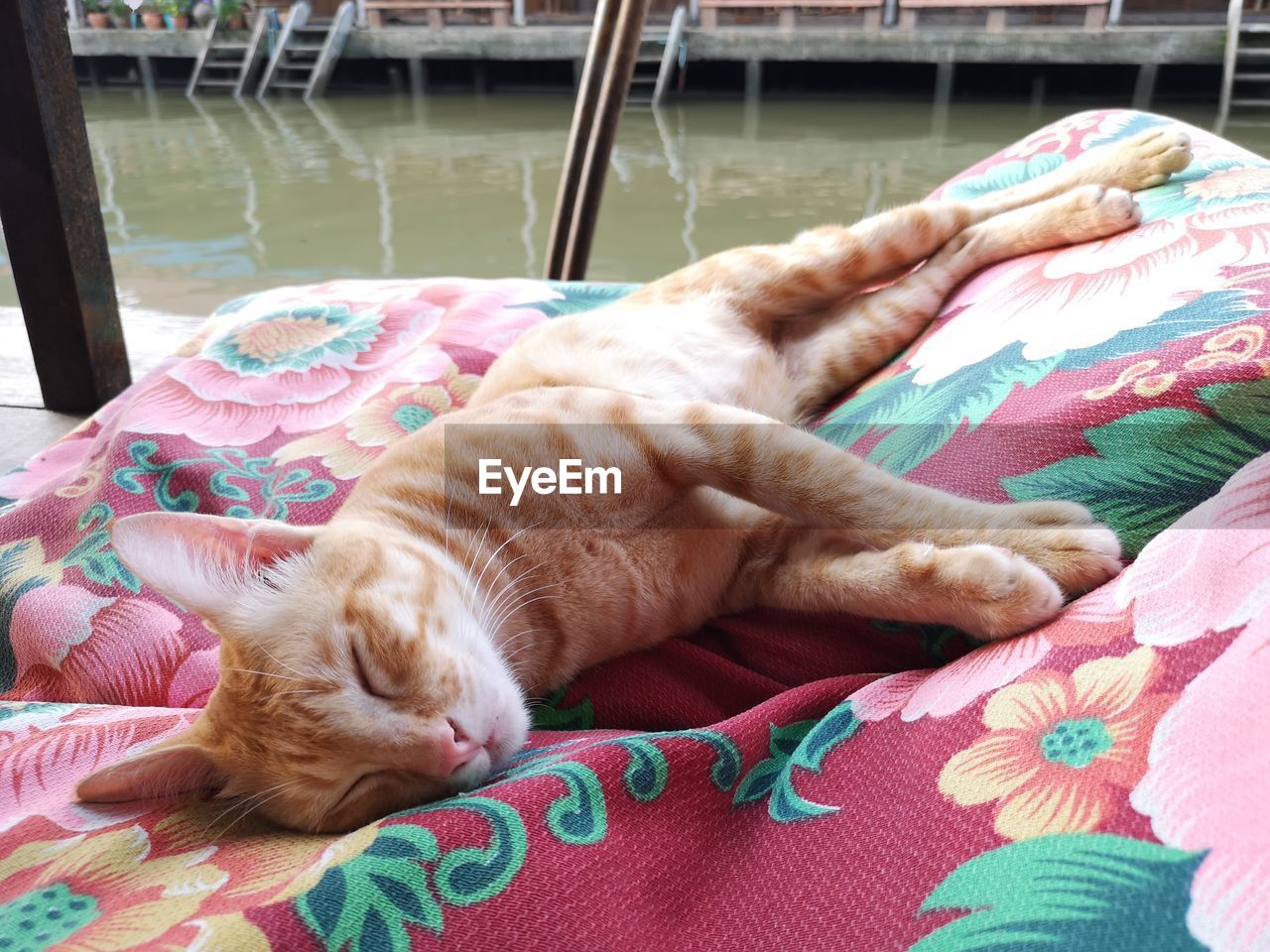 Cat sleeping on a bed by the river