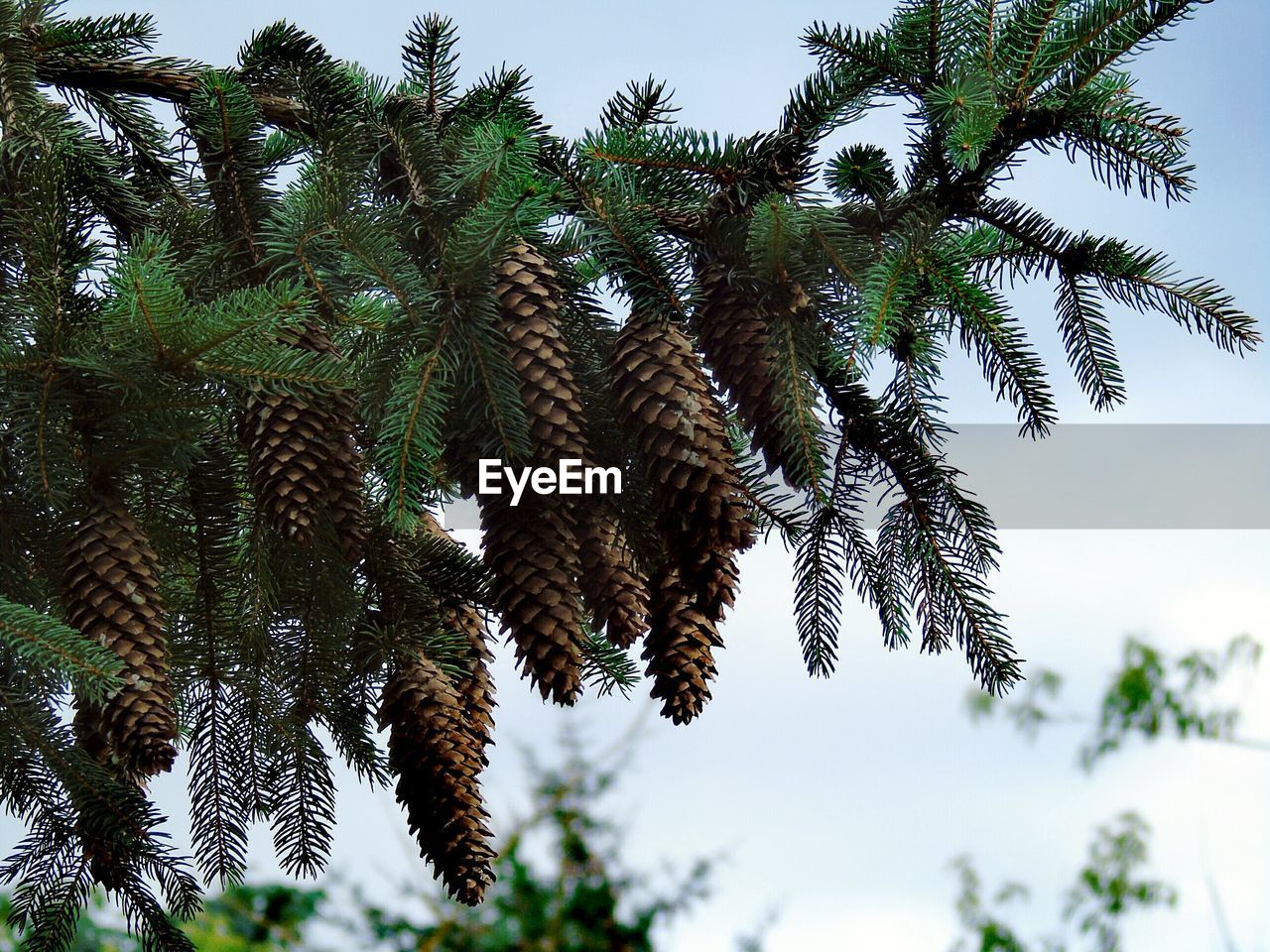 LOW ANGLE VIEW OF TREE AGAINST SKY