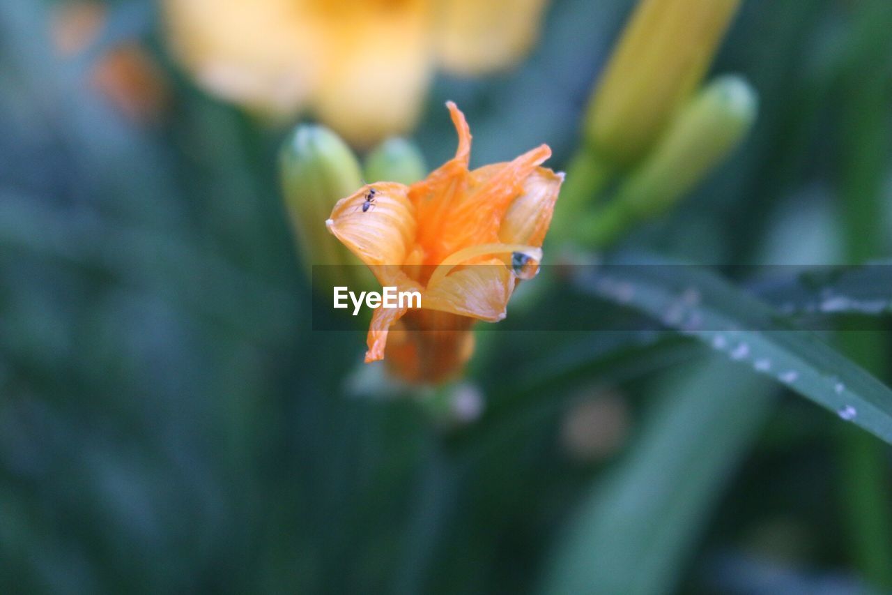 Close-up of ant on lily
