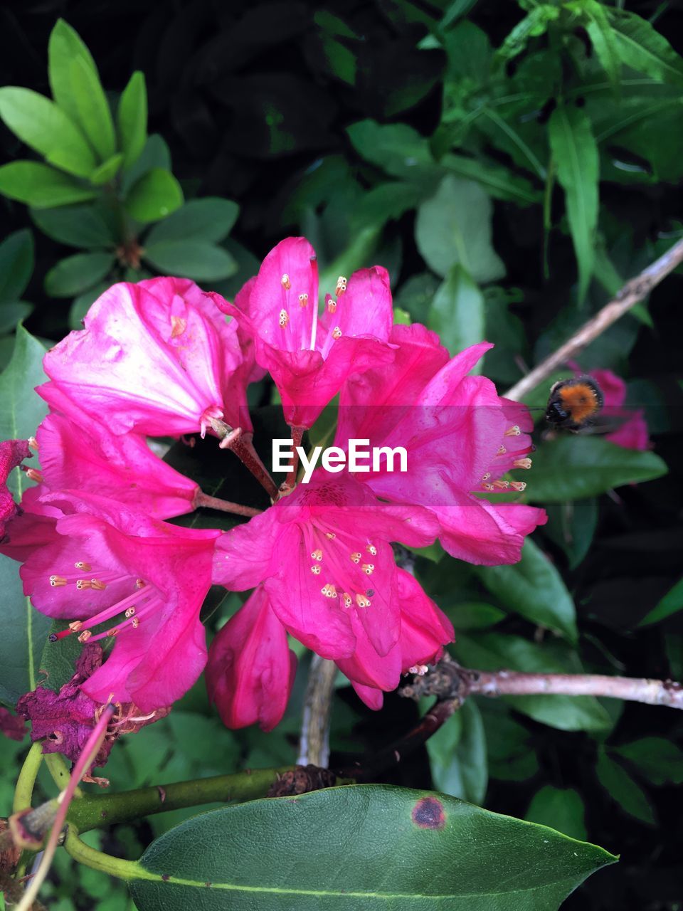 CLOSE-UP OF PINK HIBISCUS BLOOMING IN PARK