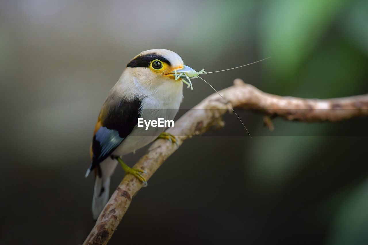 Close-up of bird perching on branch