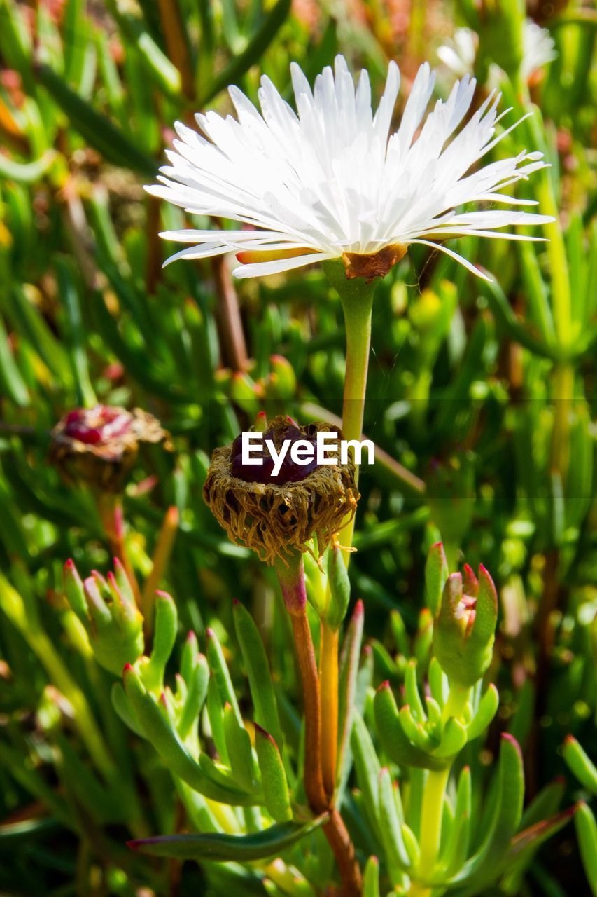 Close-up of white flowering plant