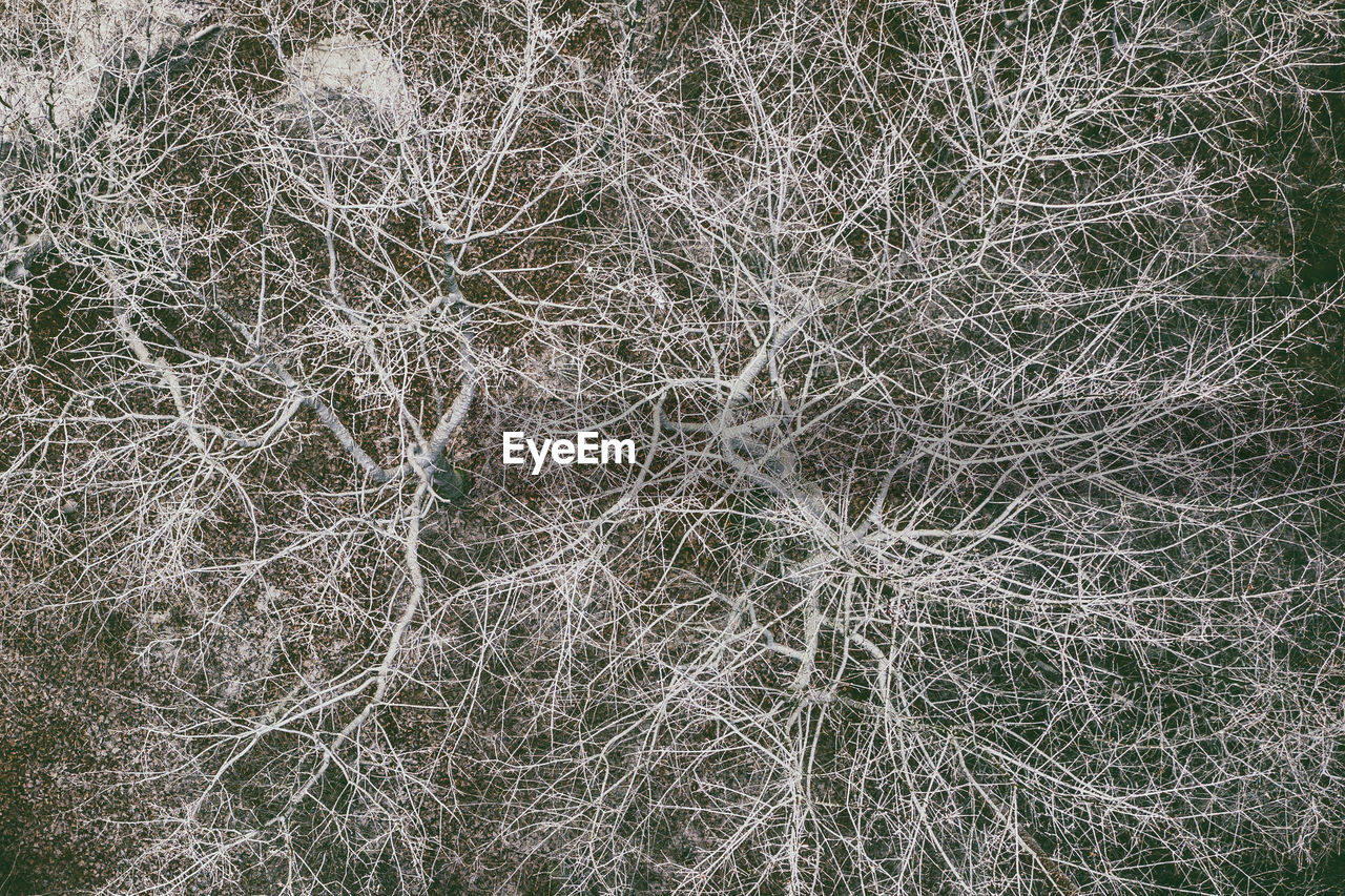 FULL FRAME SHOT OF DRY PLANTS ON FIELD