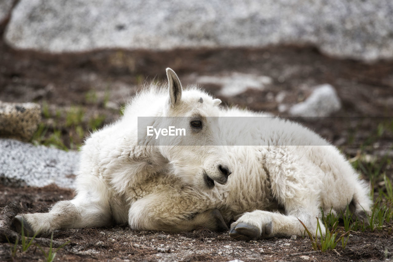 CLOSE-UP OF DOG LYING DOWN ON ROCK