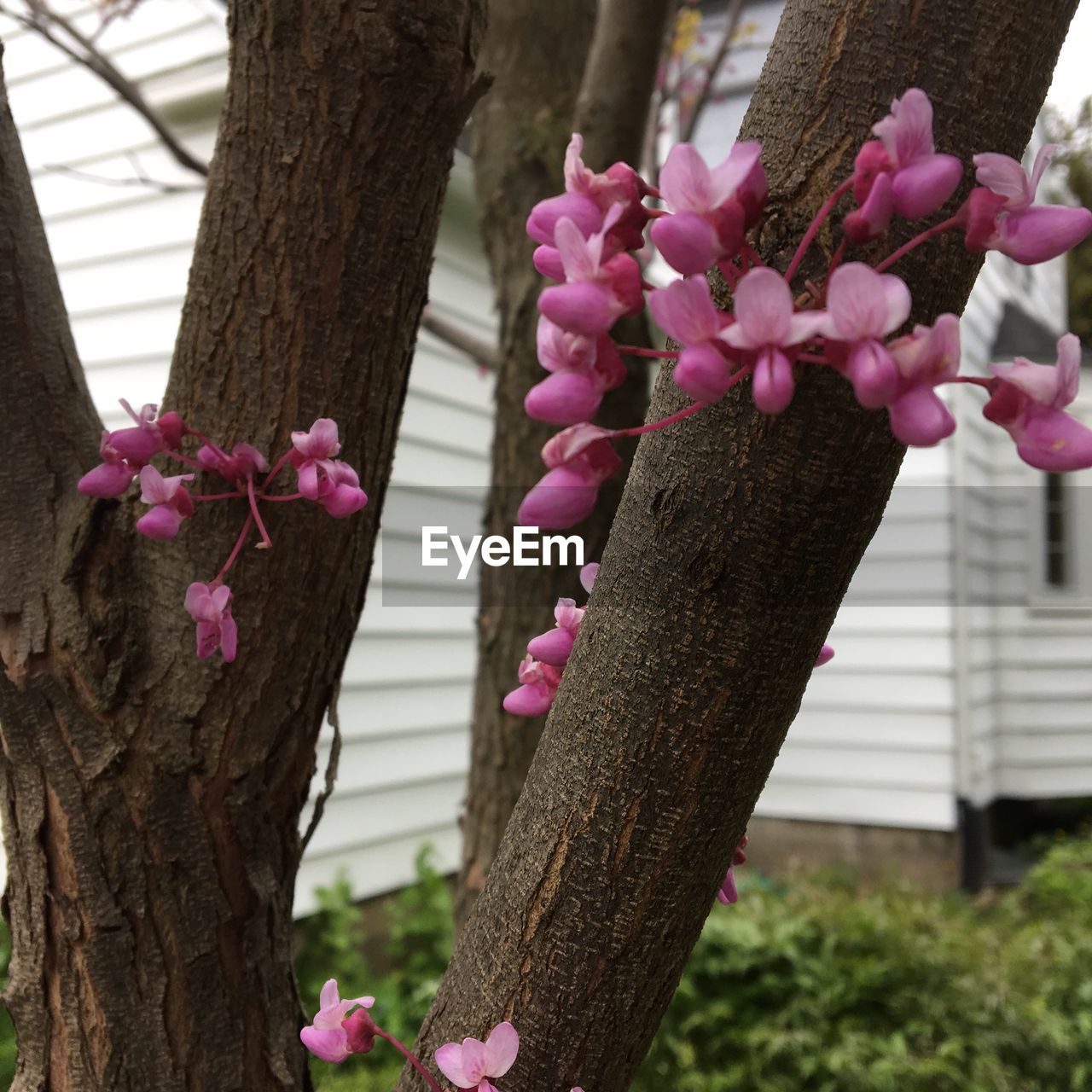 CLOSE-UP OF PINK FLOWER TREE