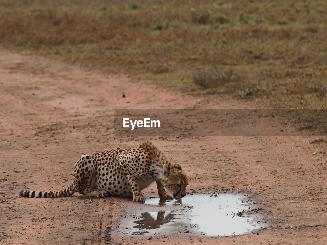 View of a cat drinking 