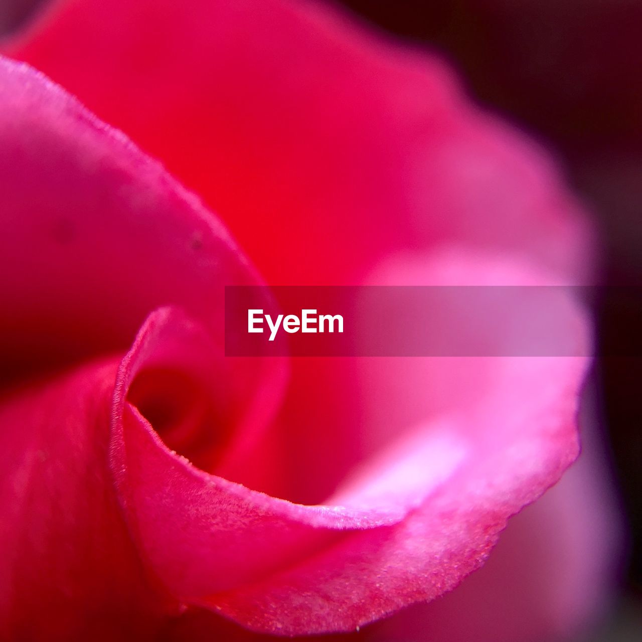 Cropped shot of pink rose flower petal