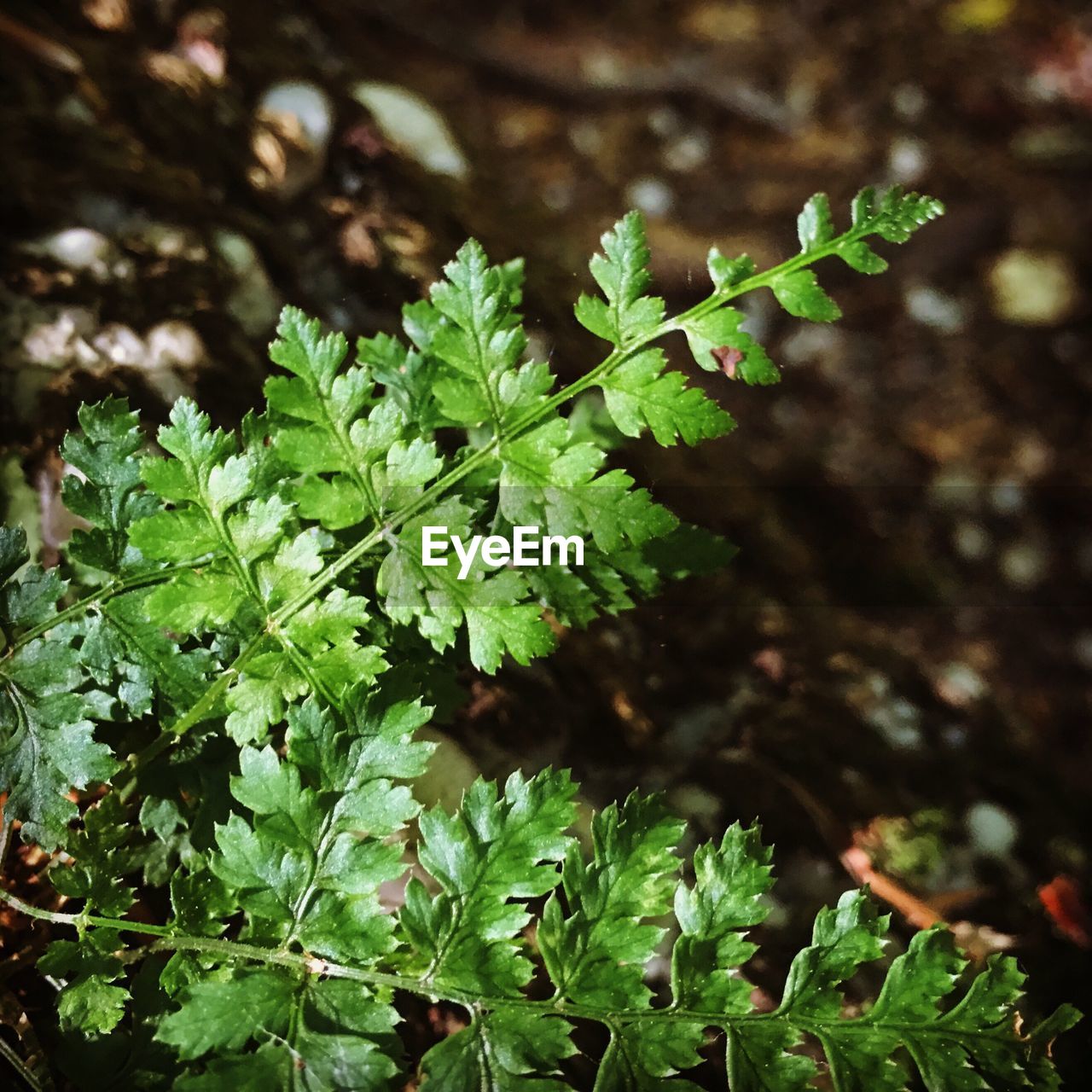 CLOSE-UP OF PLANTS