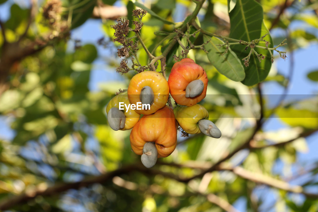 LOW ANGLE VIEW OF FRUITS ON TREE