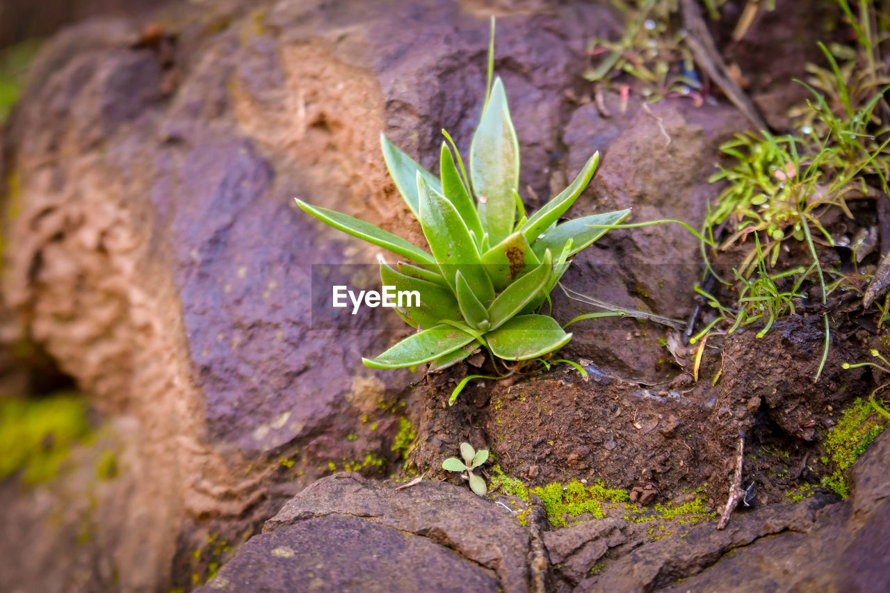 Close-up of plant on rock