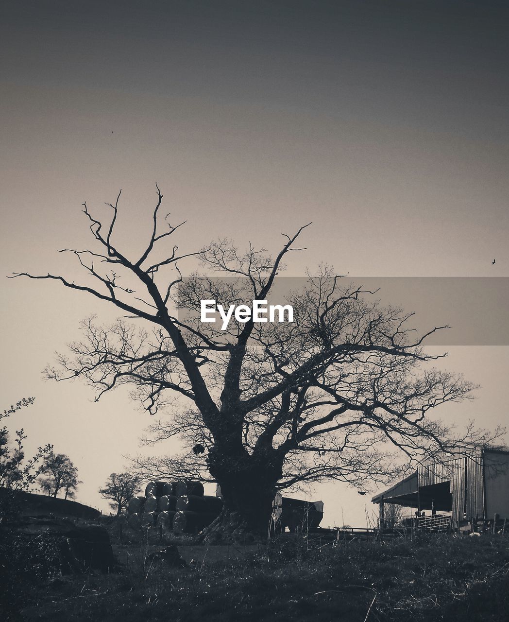 Silhouette bare tree on field against clear sky at dusk