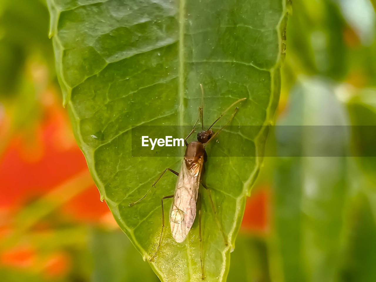 INSECT ON LEAF