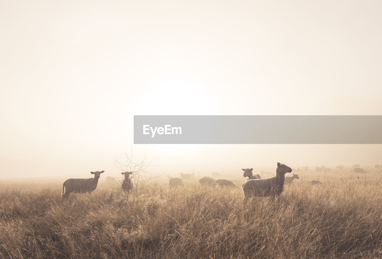 animal, animal themes, mammal, animal wildlife, group of animals, grass, wildlife, landscape, plant, morning, nature, sky, environment, grassland, prairie, fog, field, copy space, horizon, domestic animals, no people, plain, beauty in nature, land, natural environment, livestock, outdoors, agriculture, rural scene, savanna, scenics - nature, tranquility, tranquil scene, tree, safari, two animals, non-urban scene, day, herd, silhouette, steppe, sunlight