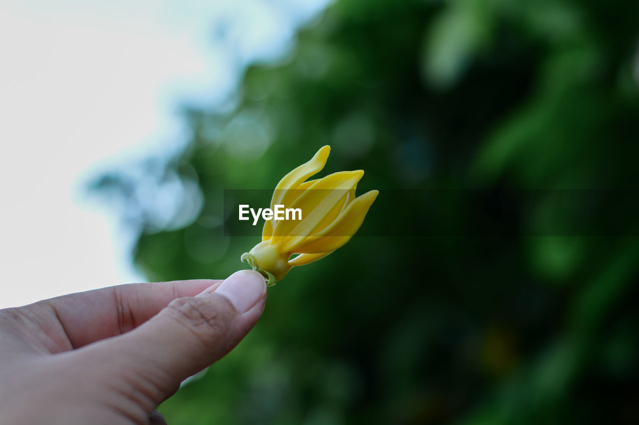 CLOSE-UP OF HAND HOLDING YELLOW ROSE FLOWER