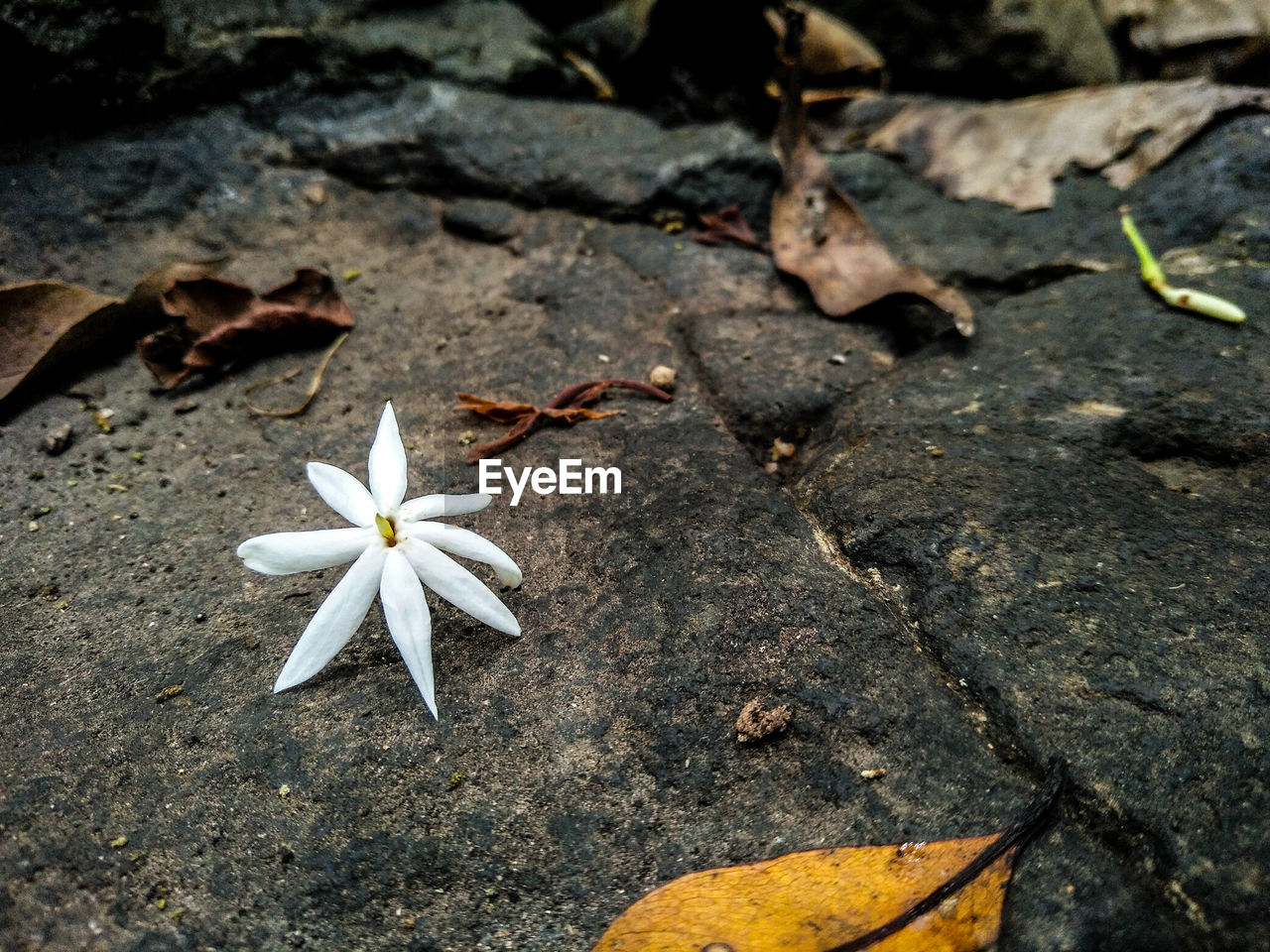 HIGH ANGLE VIEW OF WHITE FLOWERING PLANT LEAVES ON STONE