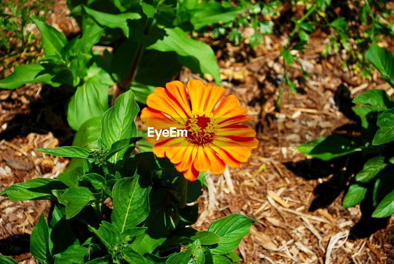 HIGH ANGLE VIEW OF ORANGE FLOWER