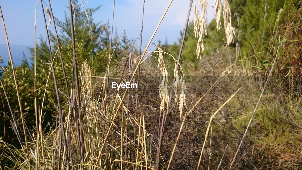 CLOSE-UP OF WHEAT GROWING ON TREE