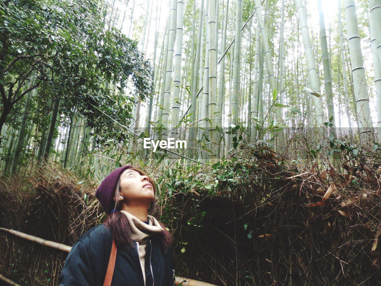 Female hiker looking up while standing in bamboo forest