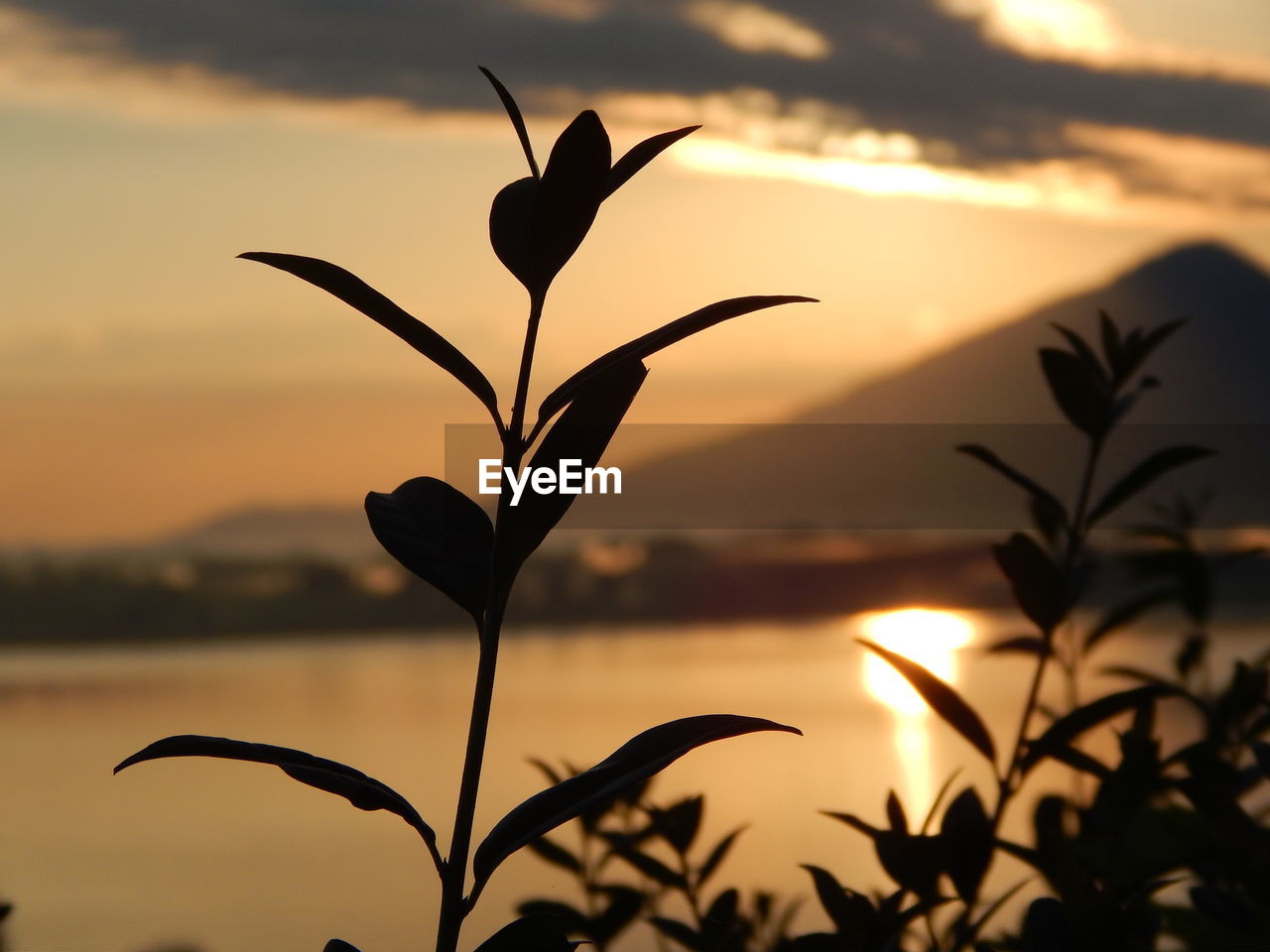 SILHOUETTE OF PLANT AGAINST SKY AT SUNSET