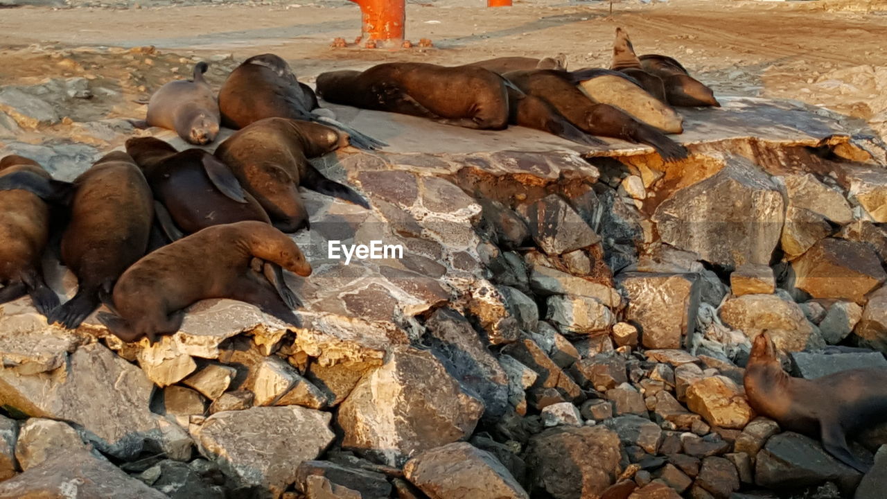 VIEW OF SHEEP ON ROCK