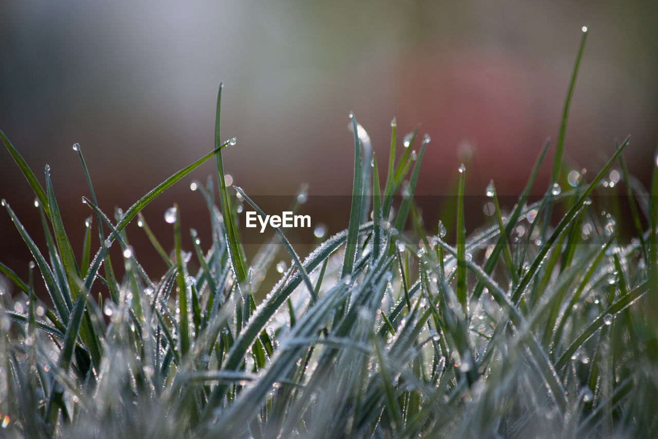 Close-up of wet grass during rainy season