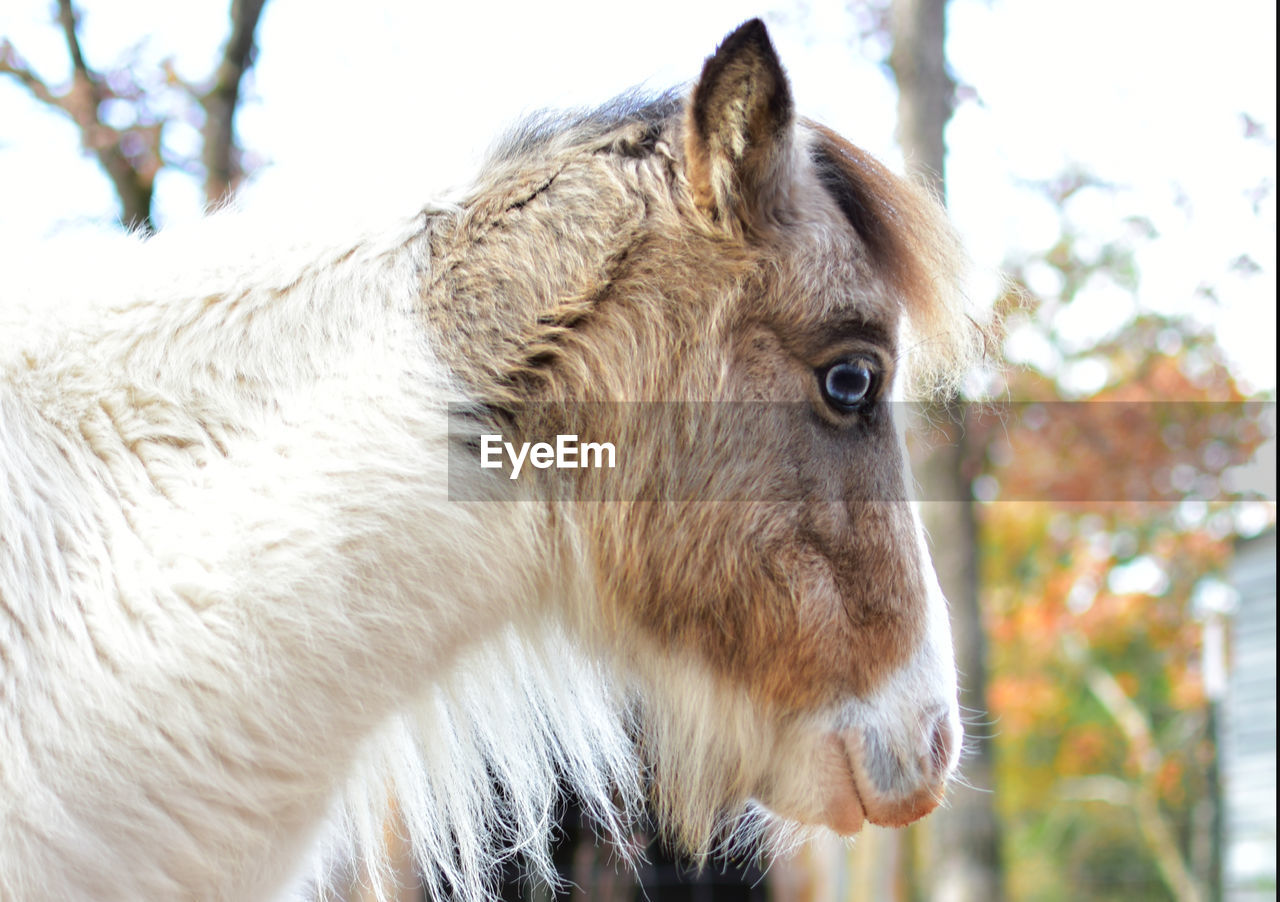 Close-up of a horse