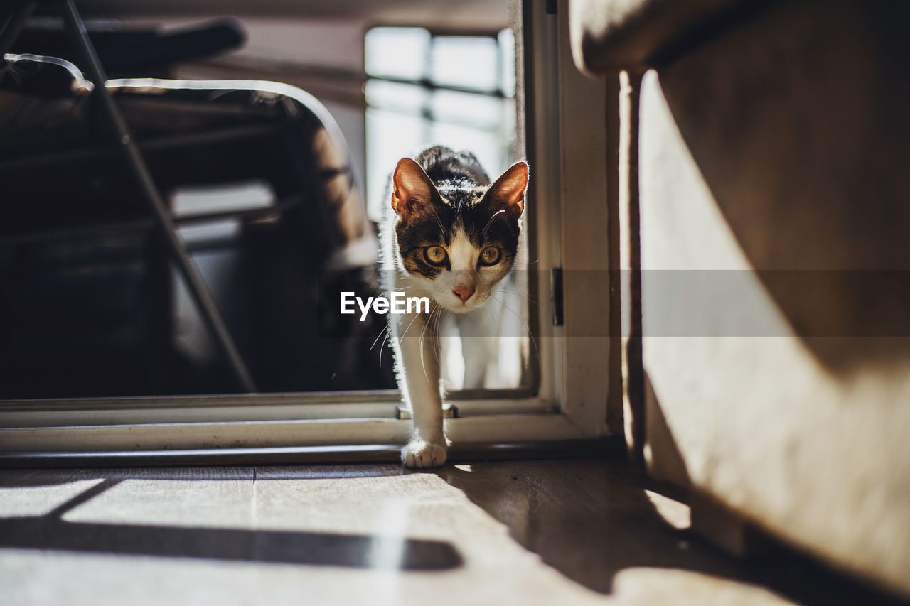 Cat walking on doorway at home