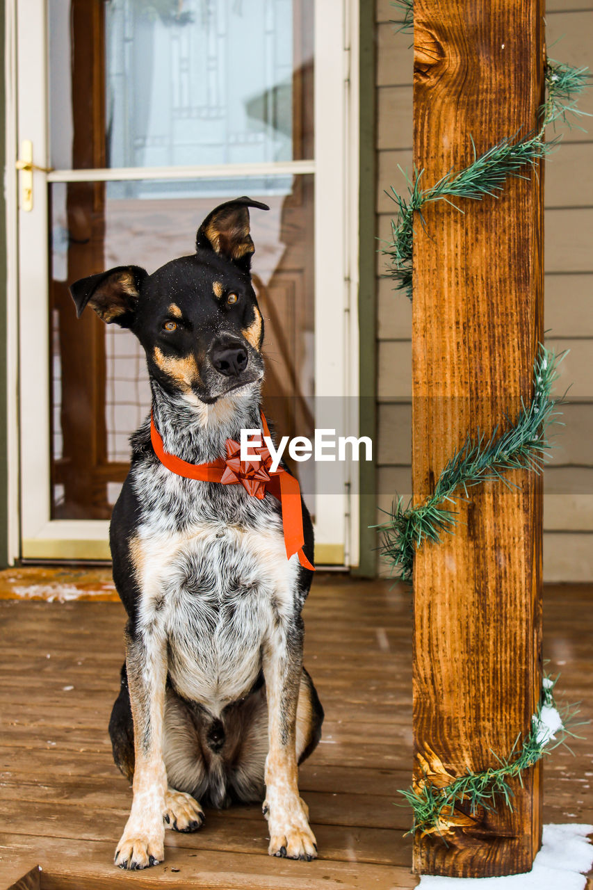 DOG LOOKING AWAY AT ENTRANCE OF OPEN DOOR