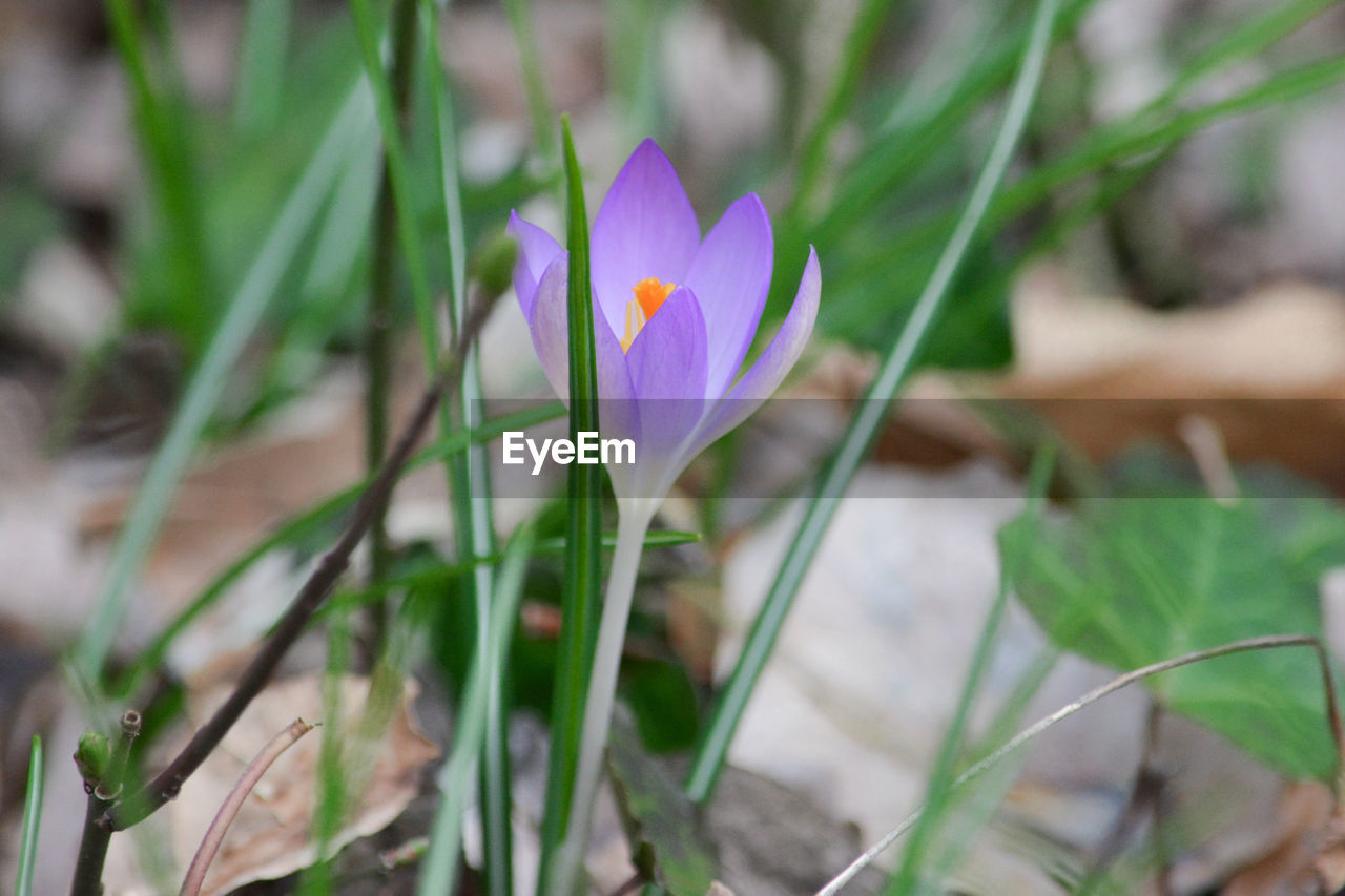 CLOSE-UP OF PURPLE IRIS