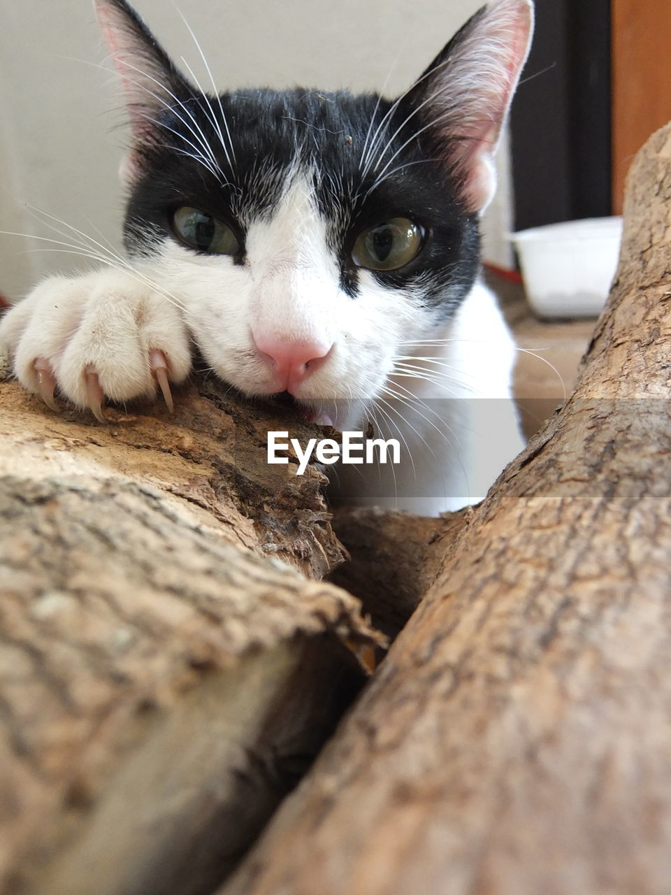 PORTRAIT OF CAT LYING ON WOOD