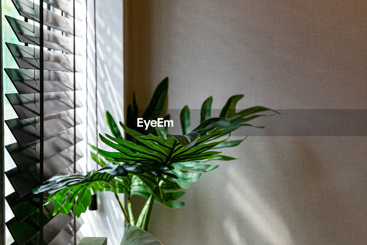 plant, leaf, green, plant part, indoors, nature, wall - building feature, no people, growth, interior design, window, home interior, architecture, potted plant, floristry, flower, houseplant, freshness, built structure, day, sunlight