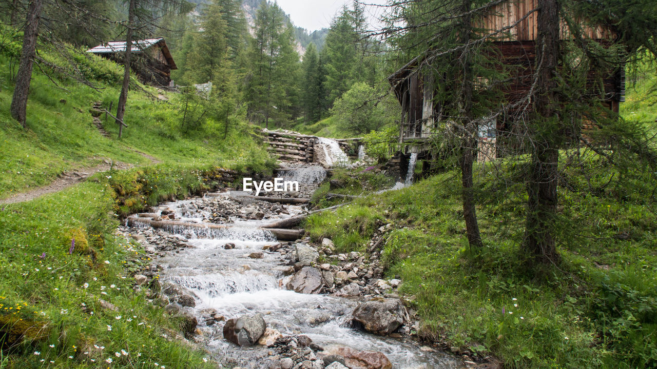 STREAM FLOWING IN FOREST