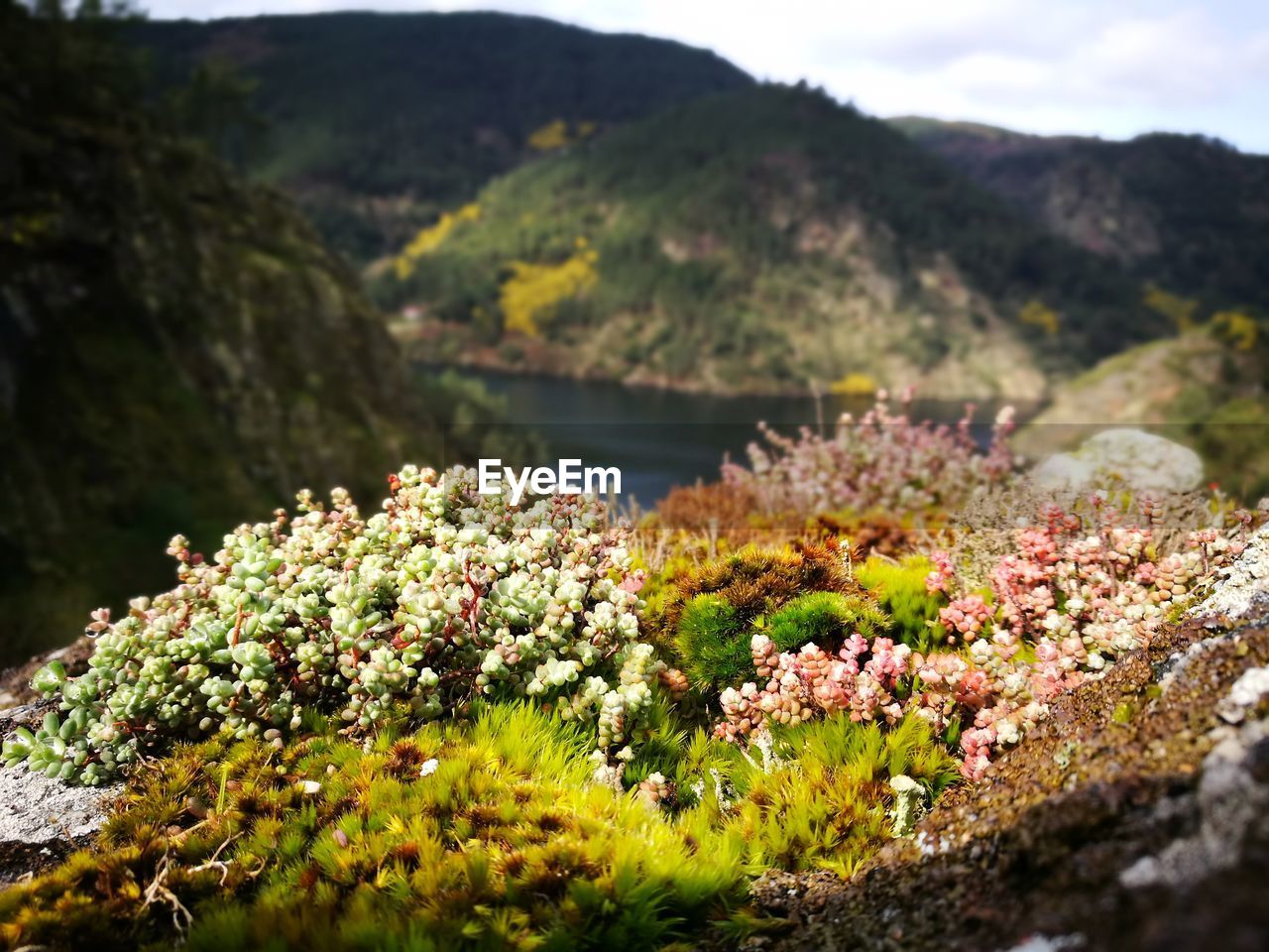 Close-up of flowers growing on landscape