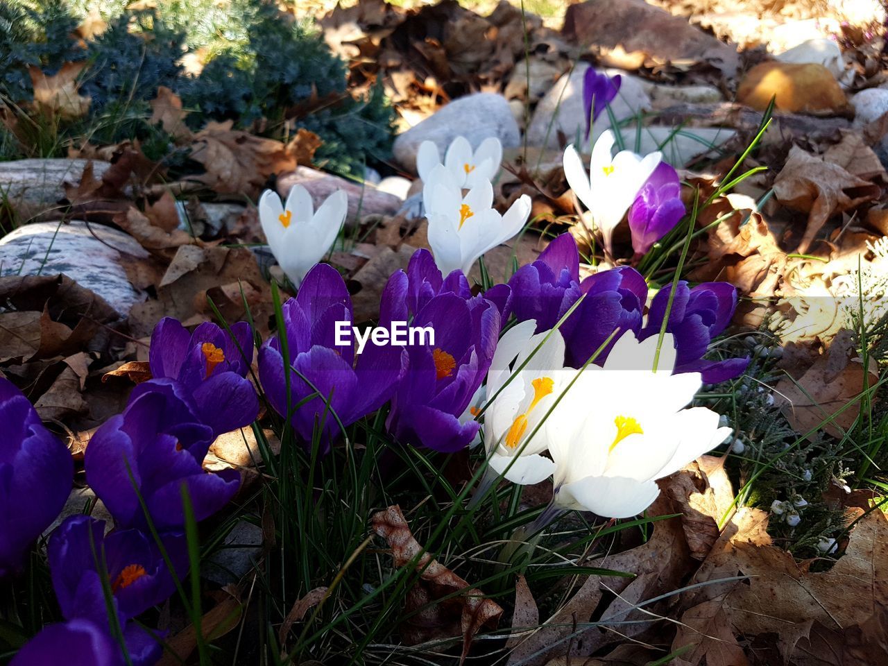 Close-up of purple crocus flowers on field