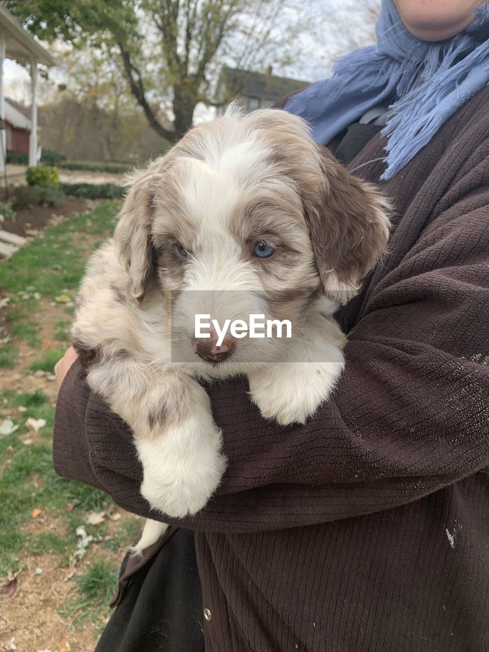 domestic animals, pet, mammal, one animal, animal themes, animal, dog, canine, puppy, one person, high angle view, havanese, cute, young animal, lap dog, relaxation, day