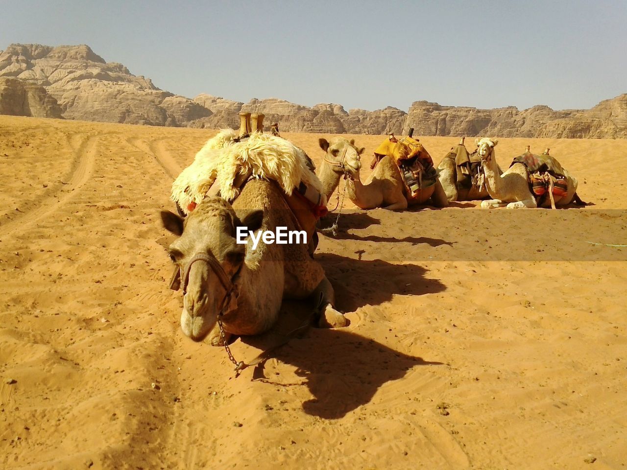 Camels resting at the desert against clear sky