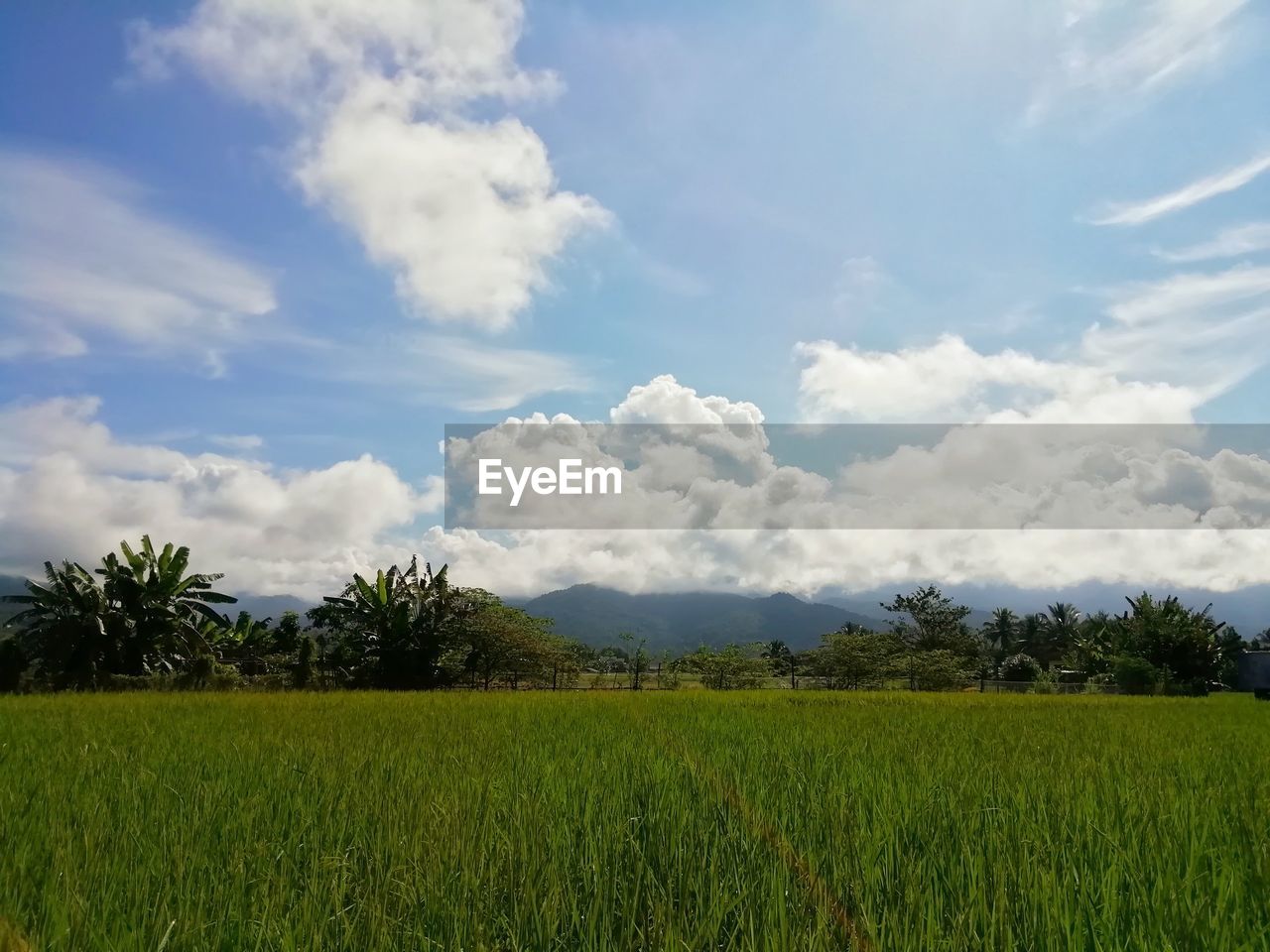 SCENIC VIEW OF FARMS AGAINST SKY