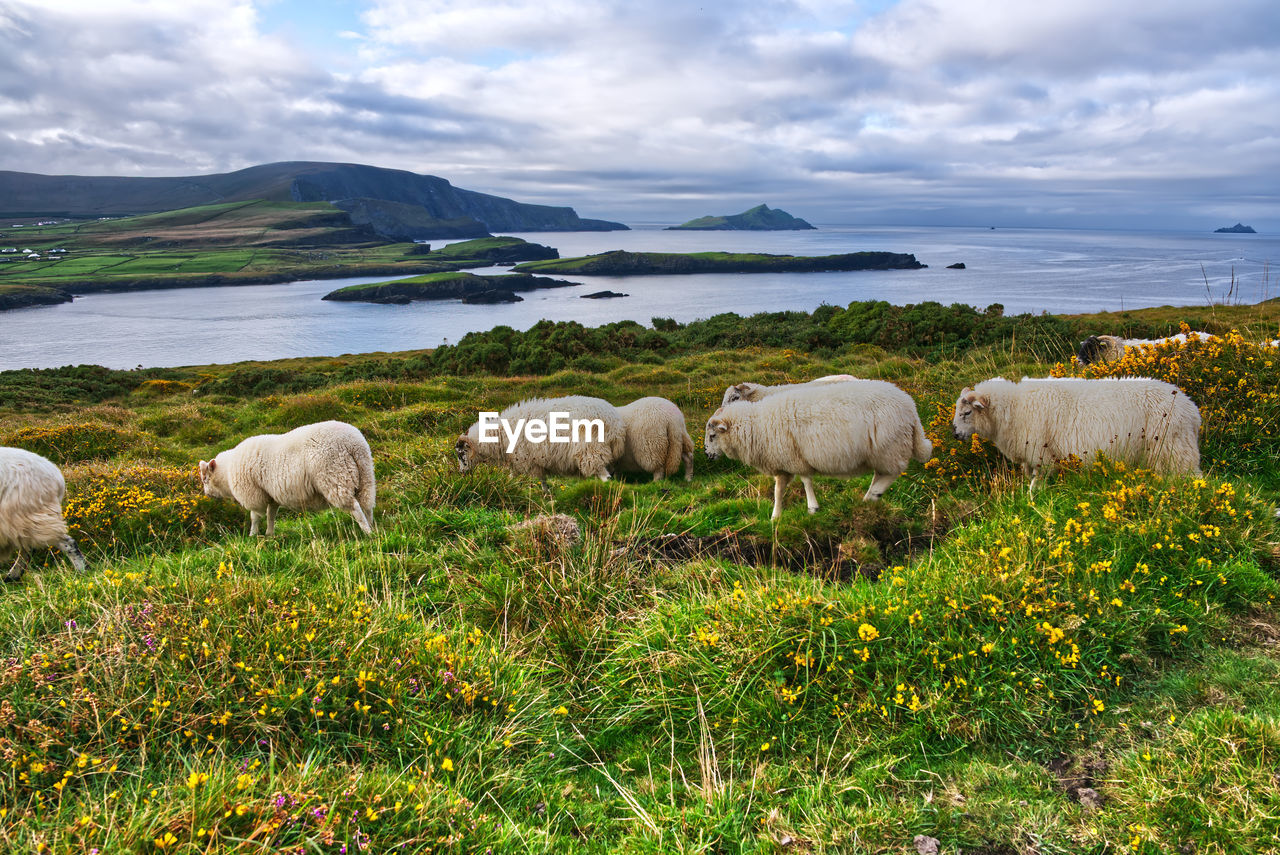 VIEW OF SHEEP ON GRASSY FIELD