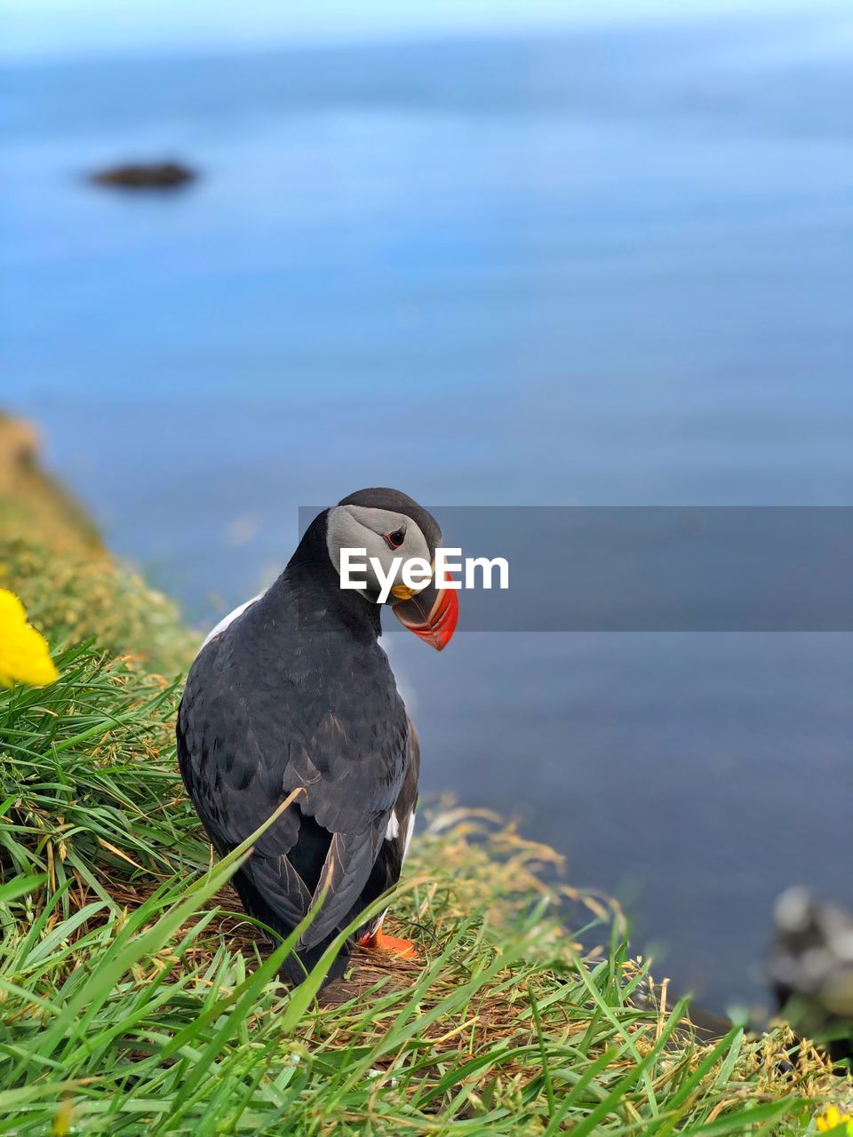 Puffin perching on mountain by sea