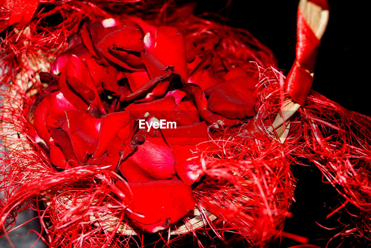 Close-up of red rose petals on plant